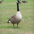 Geese-15.jpg