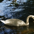 Swans-10.jpg