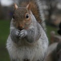 Squirrels-4.jpg