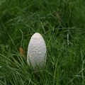 Fungi-2